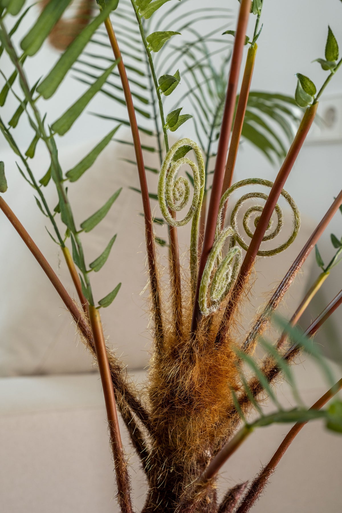 Dicksonia Fern on Trunk – 125 cm