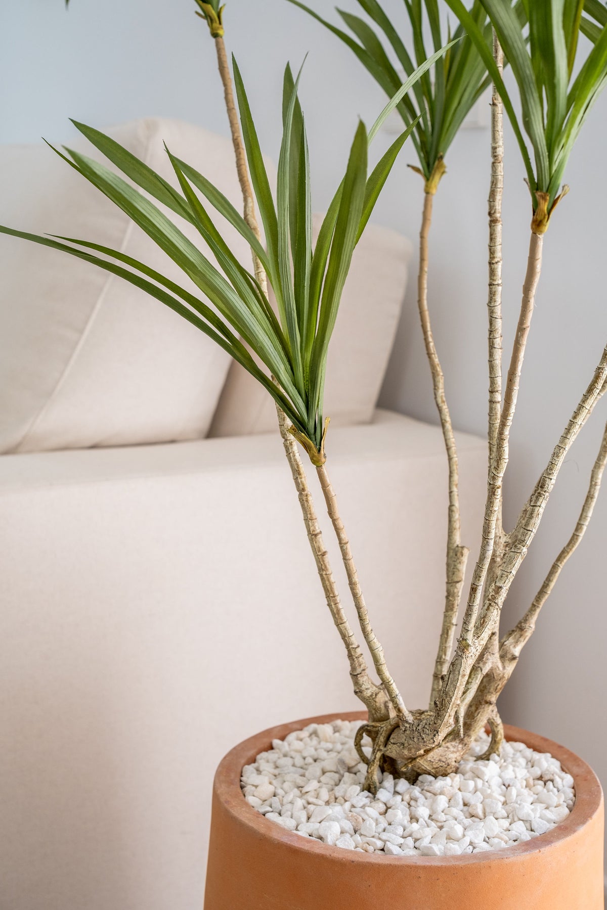 dracaena trunk Dracaena Multi-Trunk – 120 cm – Martina Florique