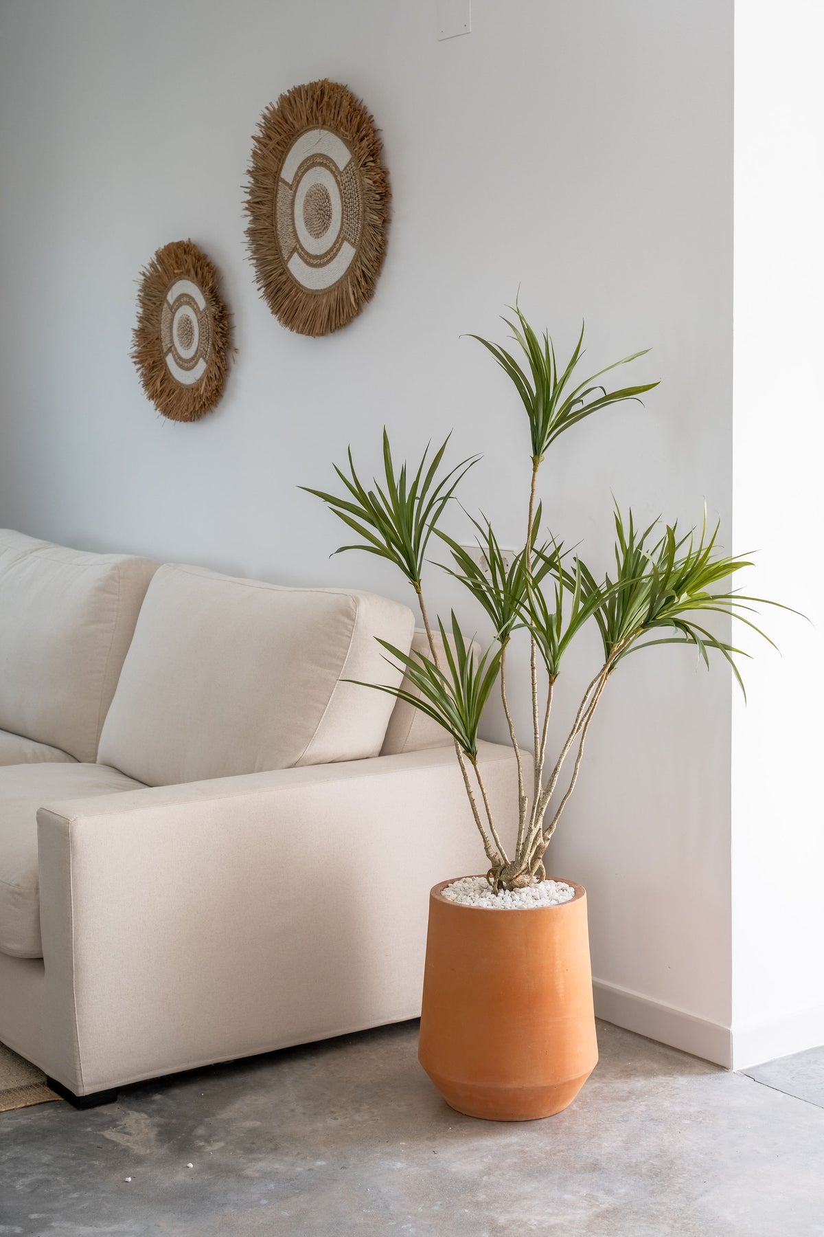 dracaena trunk soft Dracaena Multi-Trunk – 120 cm – Martina Florique