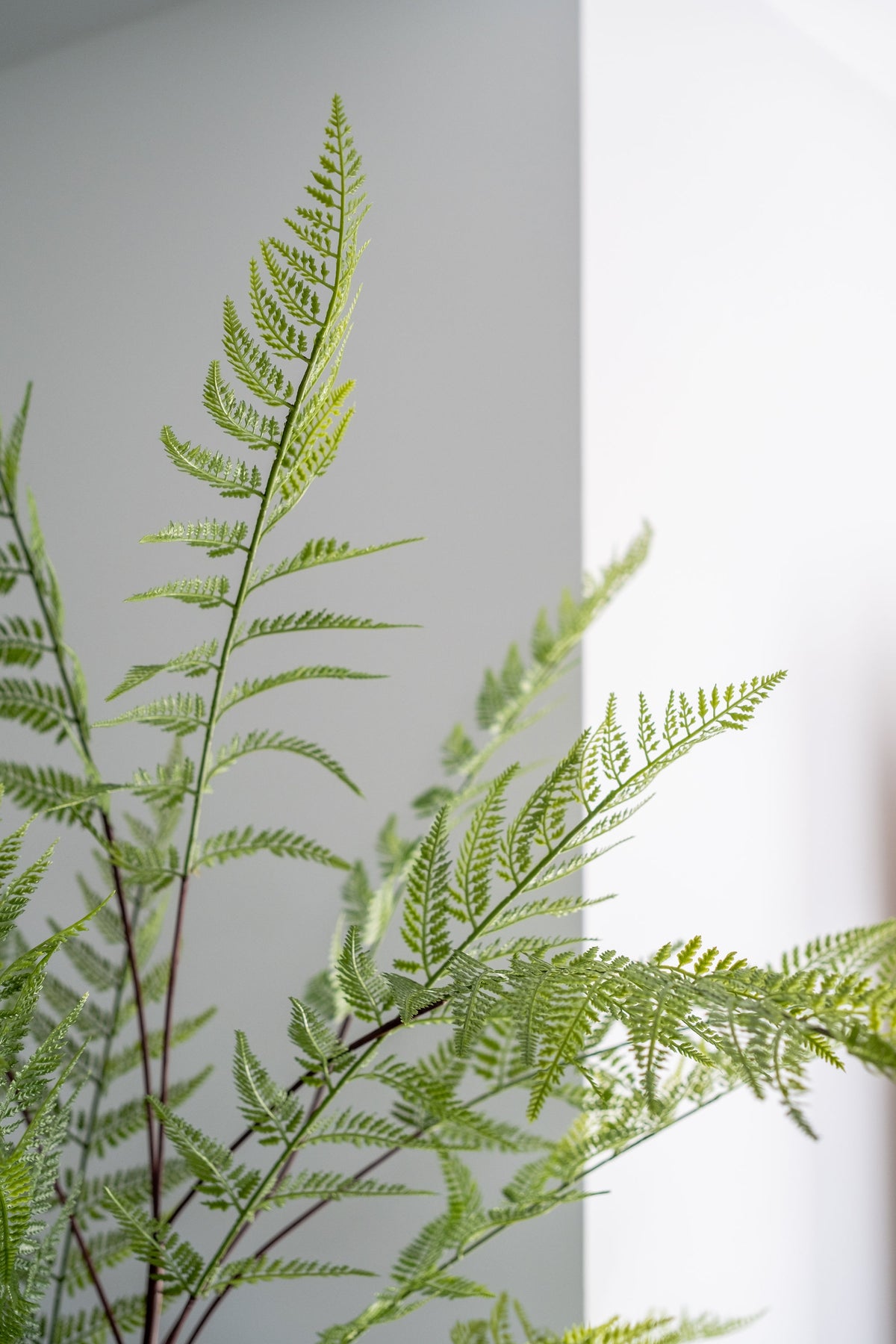 Fern Forest on Trunk – 210 cm