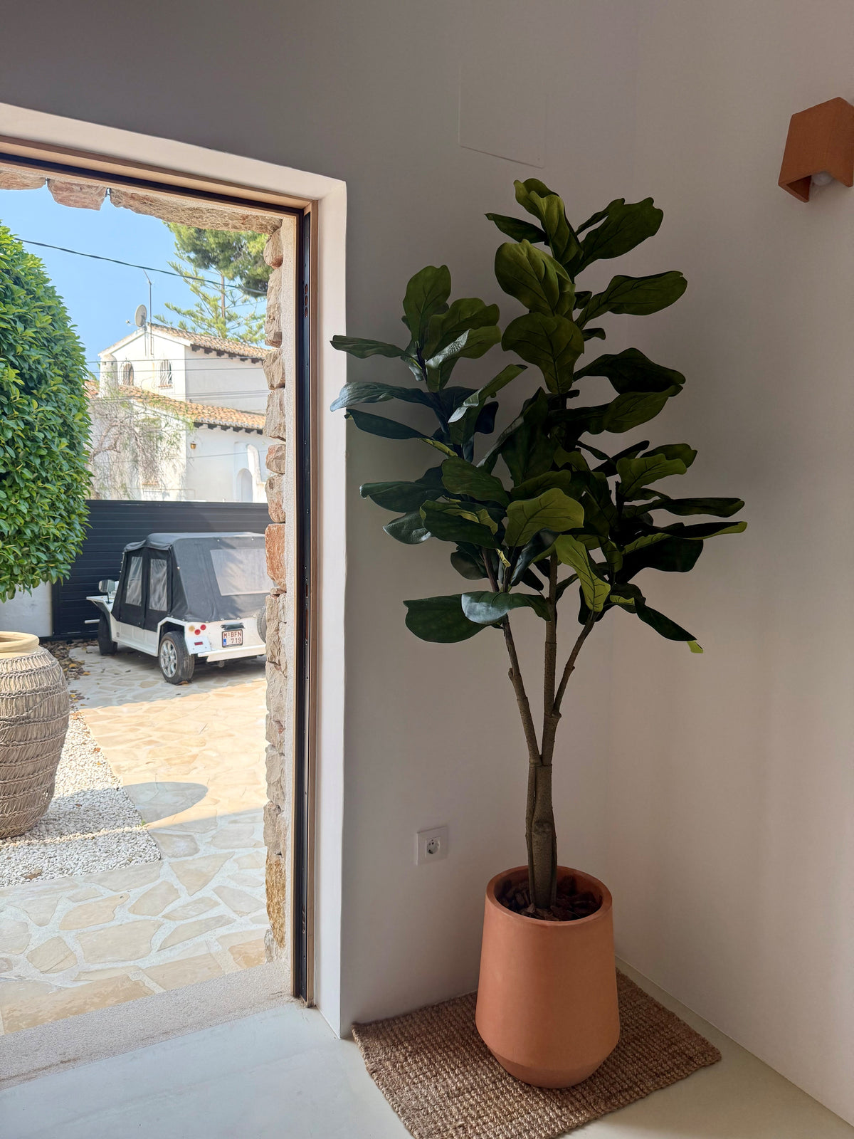 Ficus Lirata – 180 cm