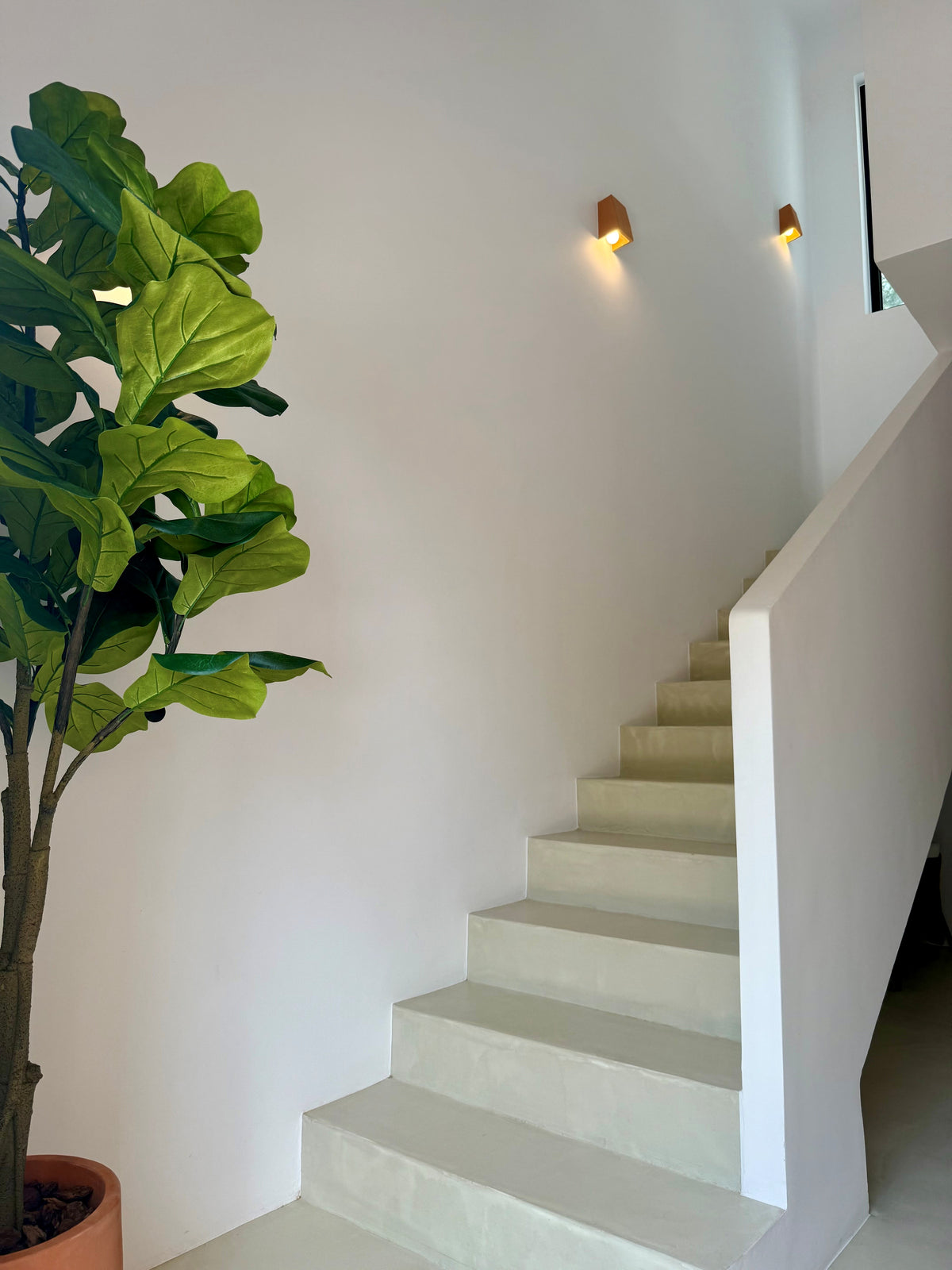 Ficus Lirata – 180 cm