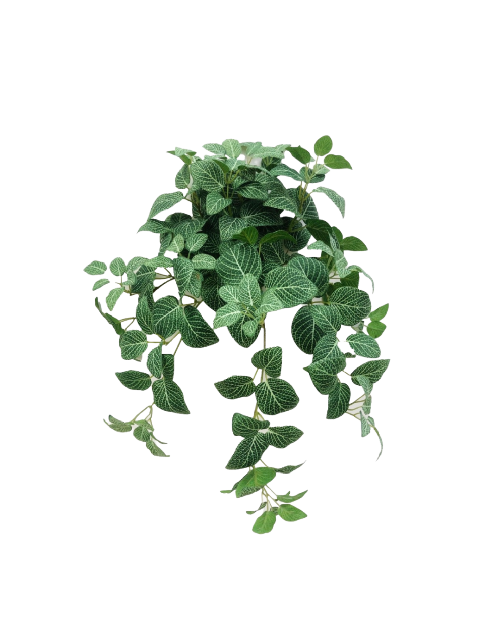Fittonia Bush – 80 cm