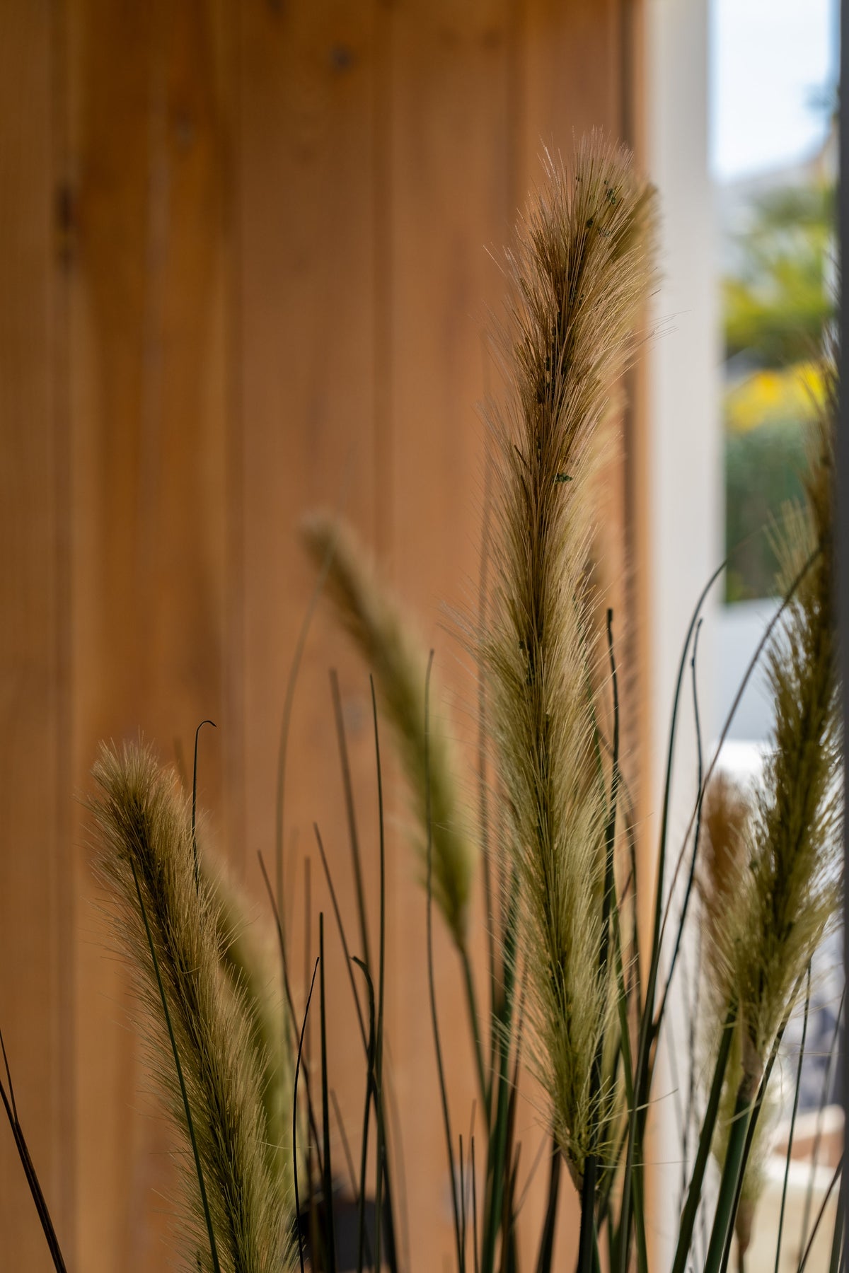 Foxtail Grass