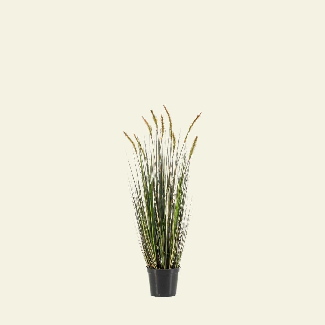 Foxtail Grass
