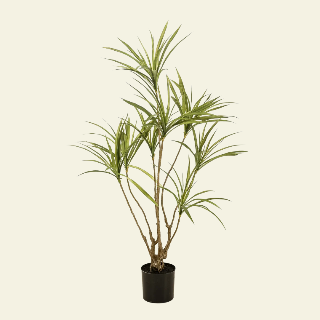 dracaena trunk soft Dracaena Multi-Trunk – 120 cm – Martina Florique