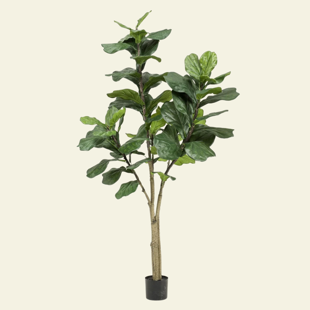 Ficus Lirata – 180 cm