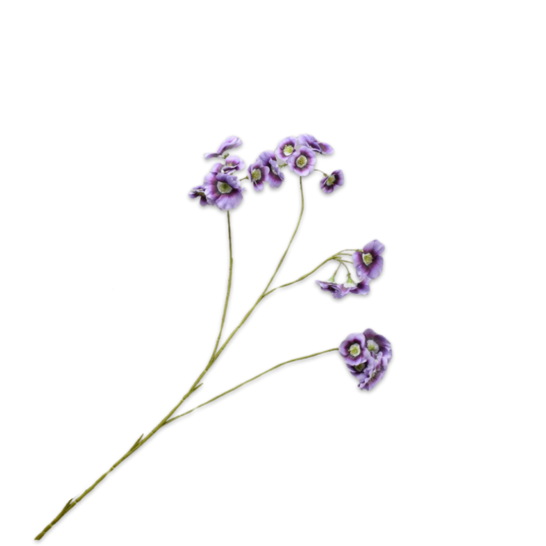 Leucocoryne Tak Lavend 78 cm