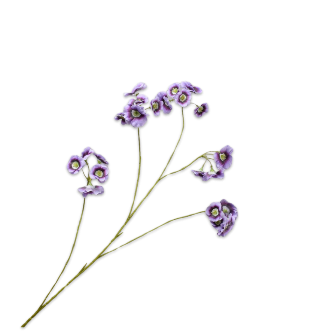 Leucocoryne Tak Lavend 109 cm