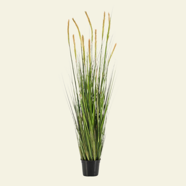 Foxtail Grass – Martina Florique