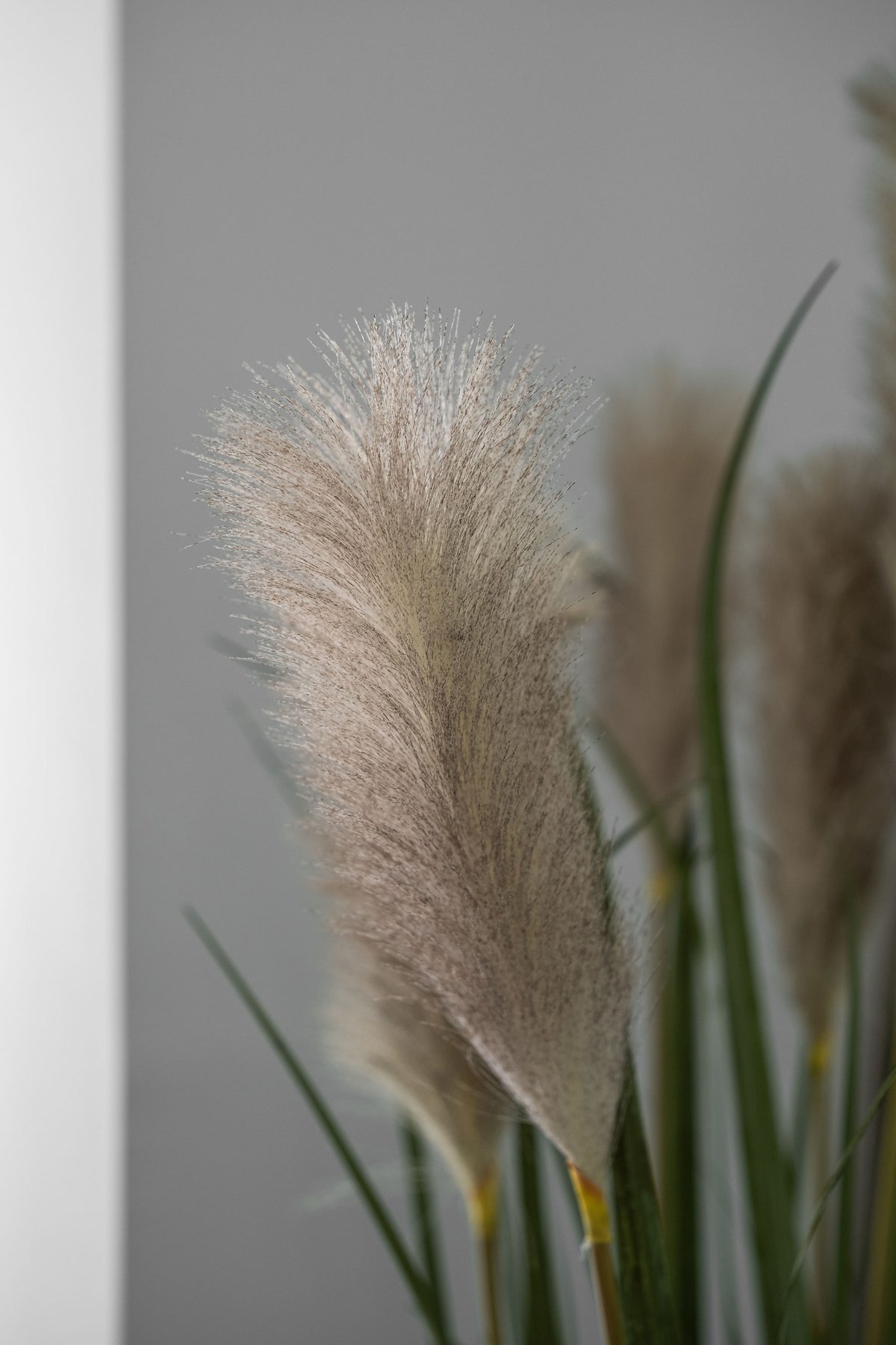 Pampas Grass – 160 cm