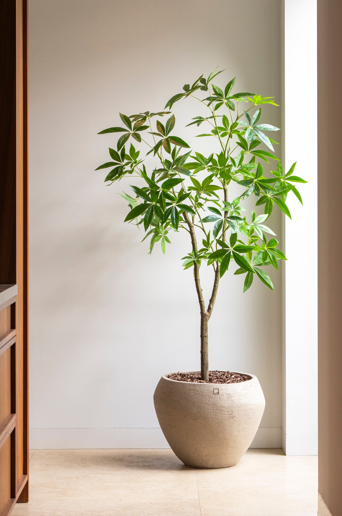 Schefflera – 180 cm