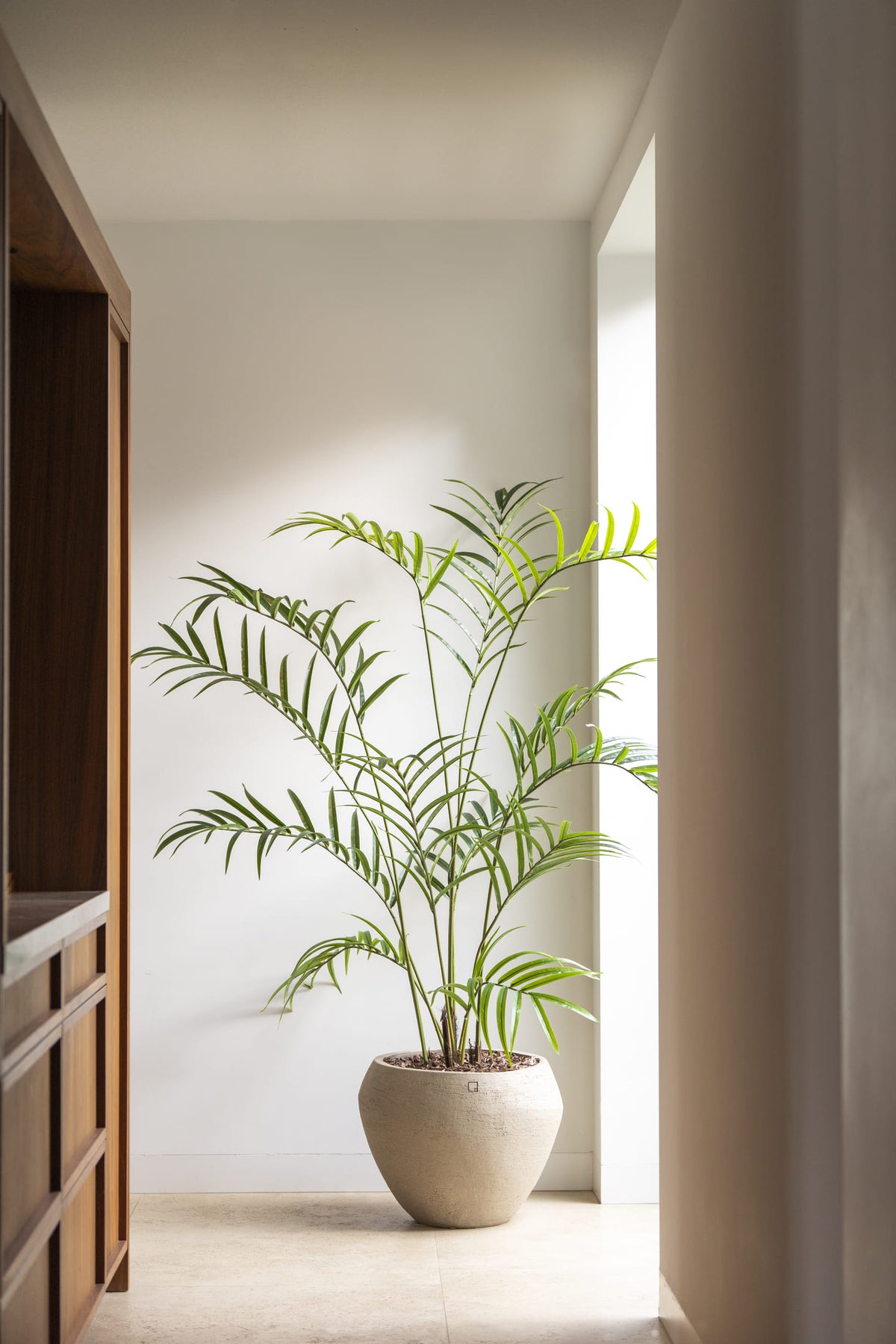 Kentia – 210 cm