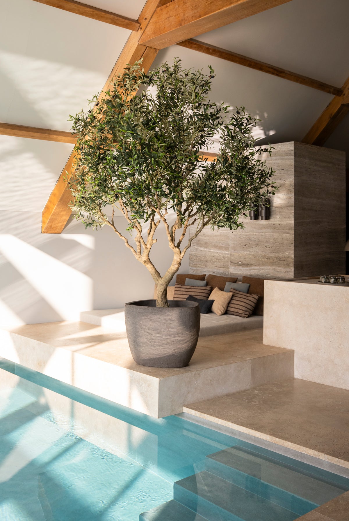 Olive tree – 250 cm