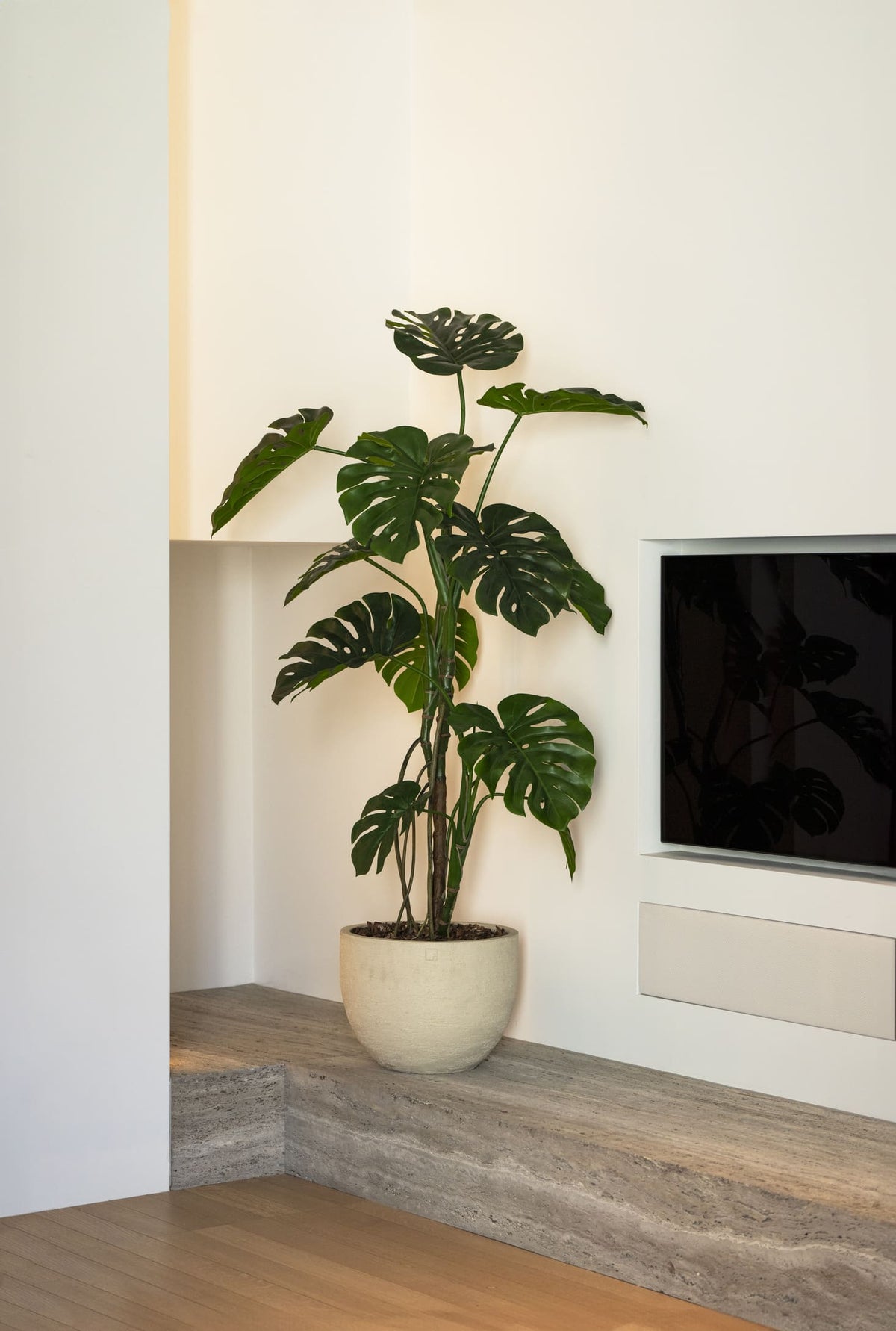 Monstera Tree – 150 cm