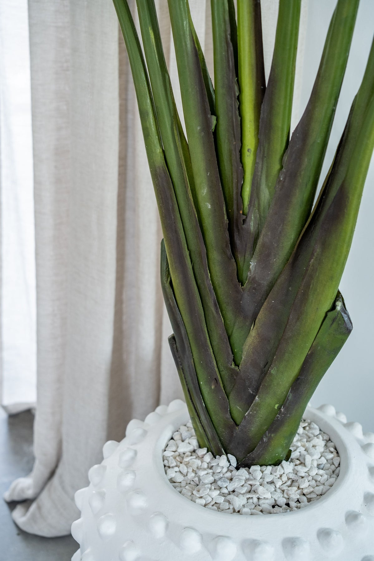 Strelitzia Tree – 180 cm