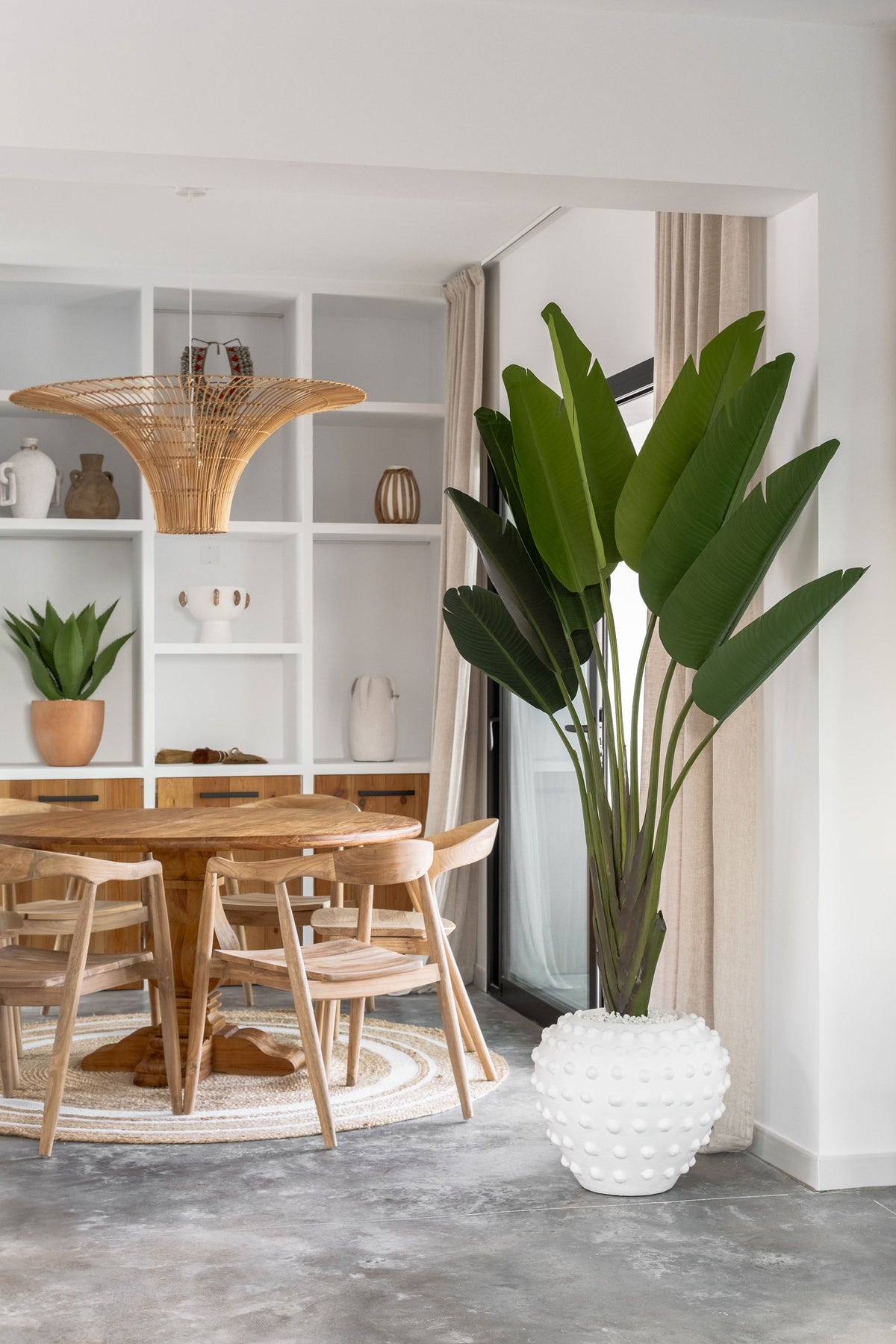 Strelitzia Tree – 180 cm
