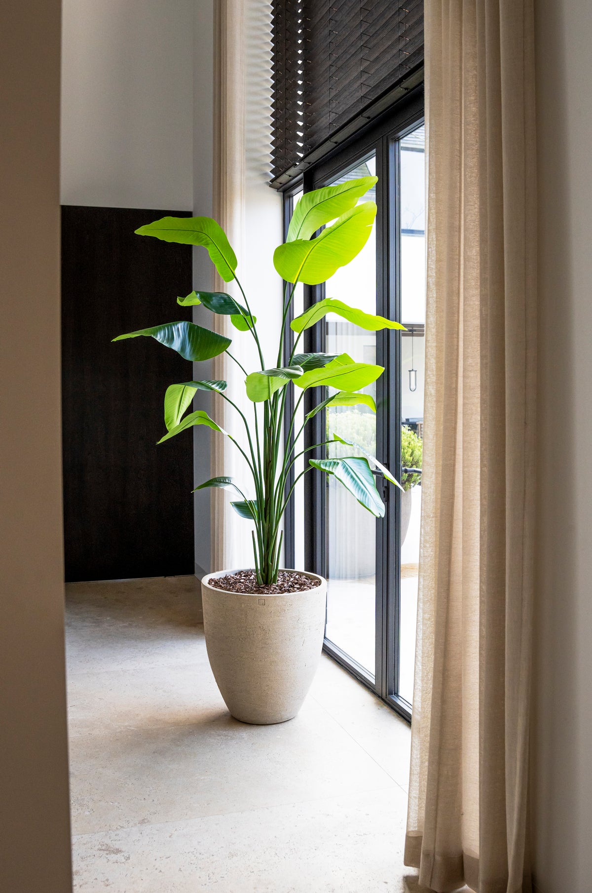 Strelitzia Tree – 180 cm