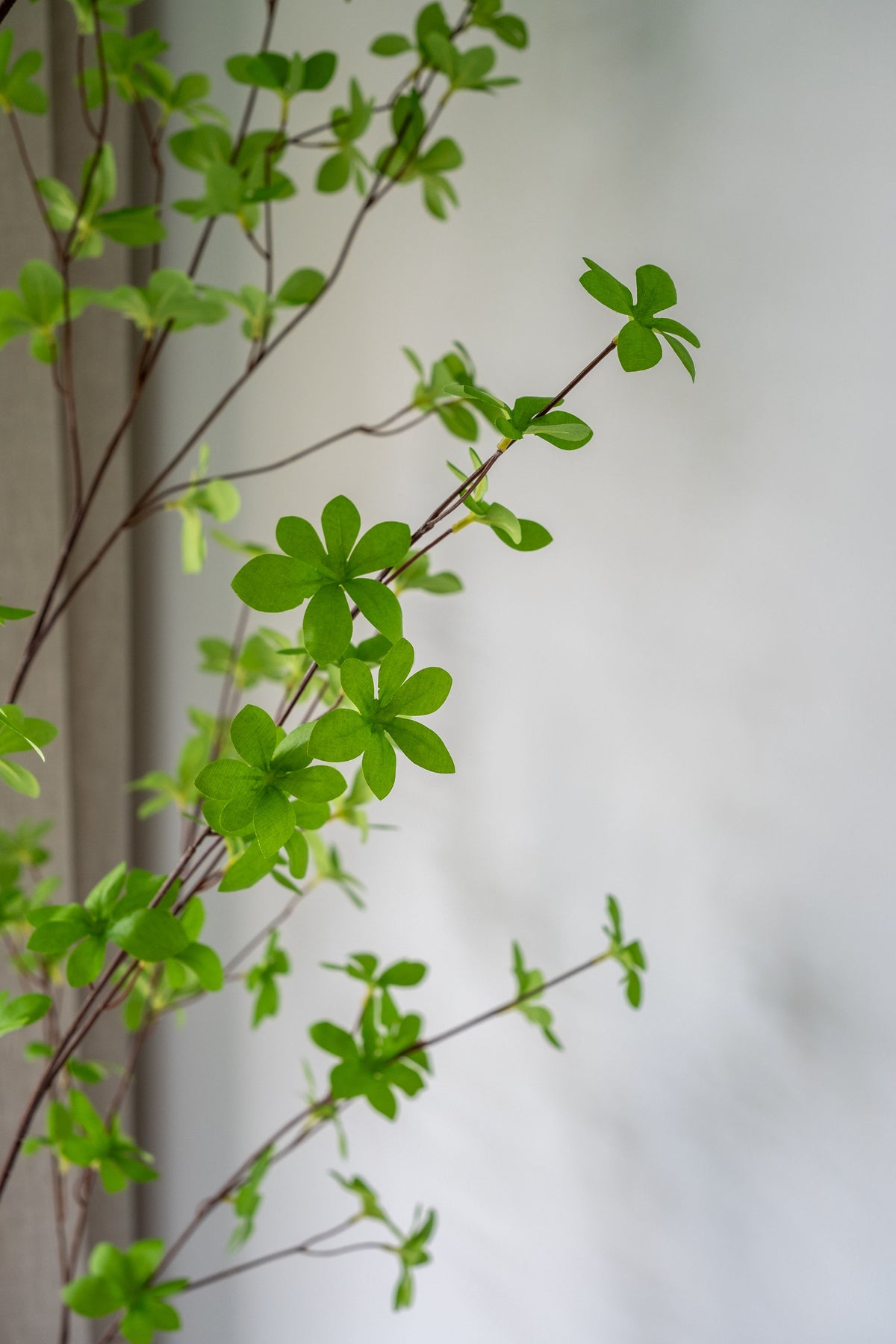 Tropaeolum Speciosum – 210 cm