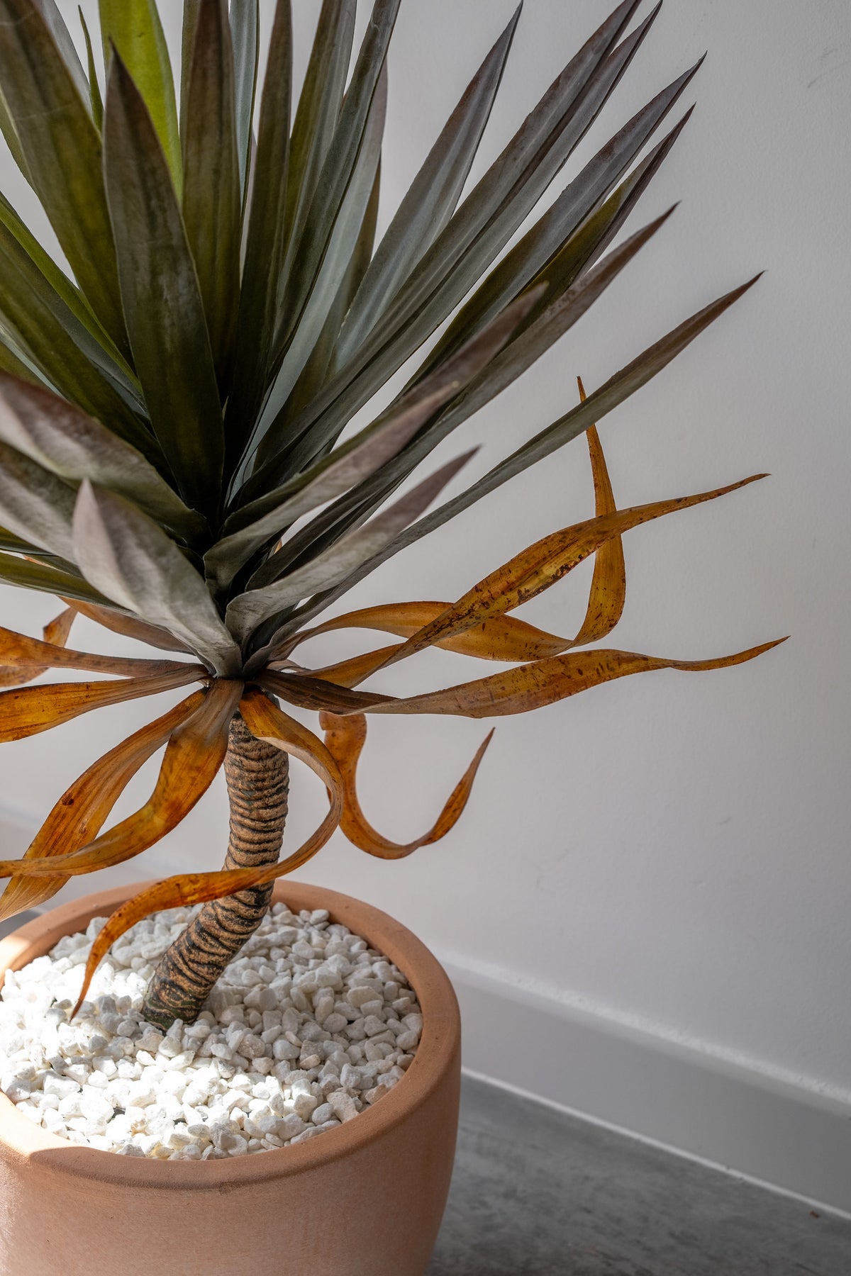 Yucca Stem – 75 cm