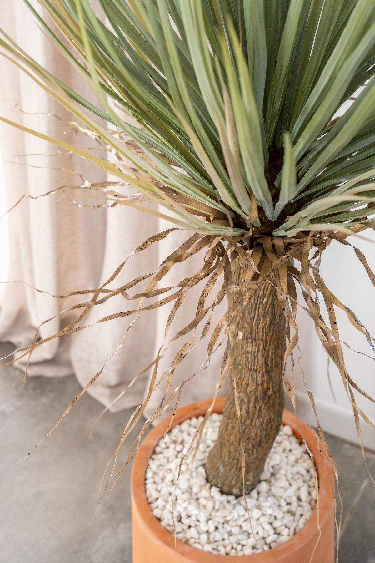 Yucca Wild – 110 cm