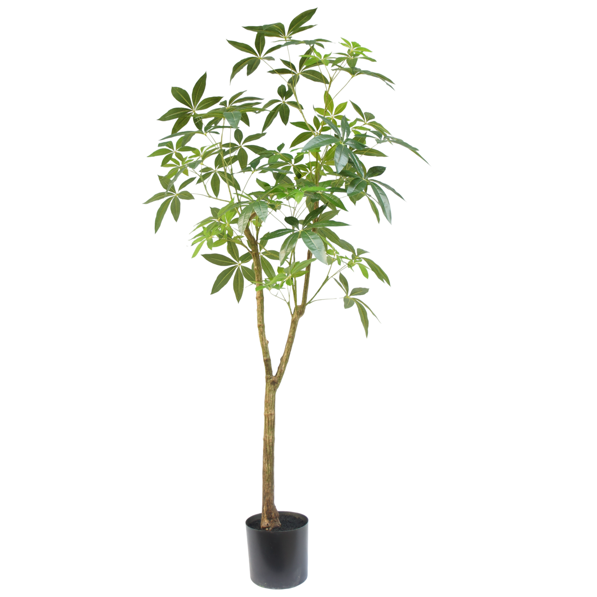 Schefflera – 180 cm