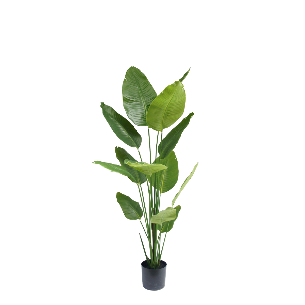 Strelitzia Tree – 180 cm