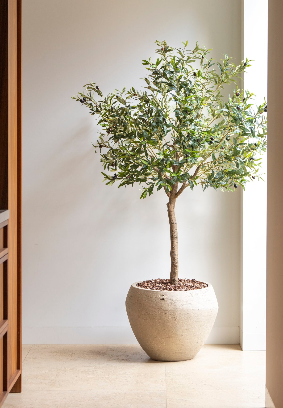Olive tree – 180 cm