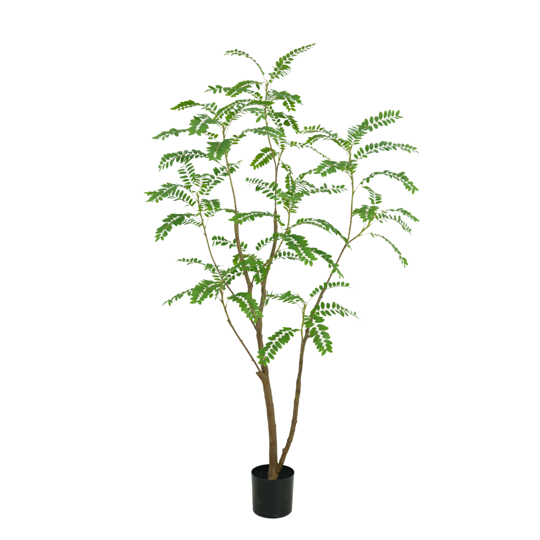 Mimosa Tree – 210 cm