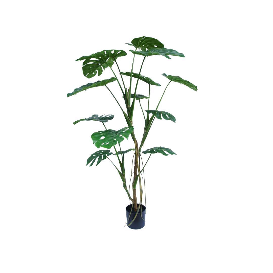 Monstera Tree – 150 cm