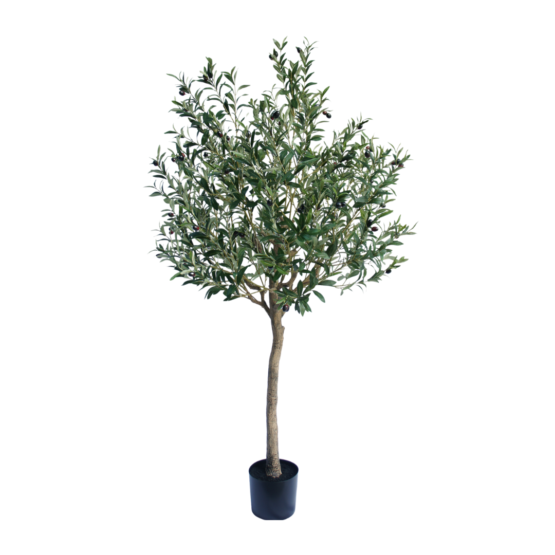Olive tree – 180 cm