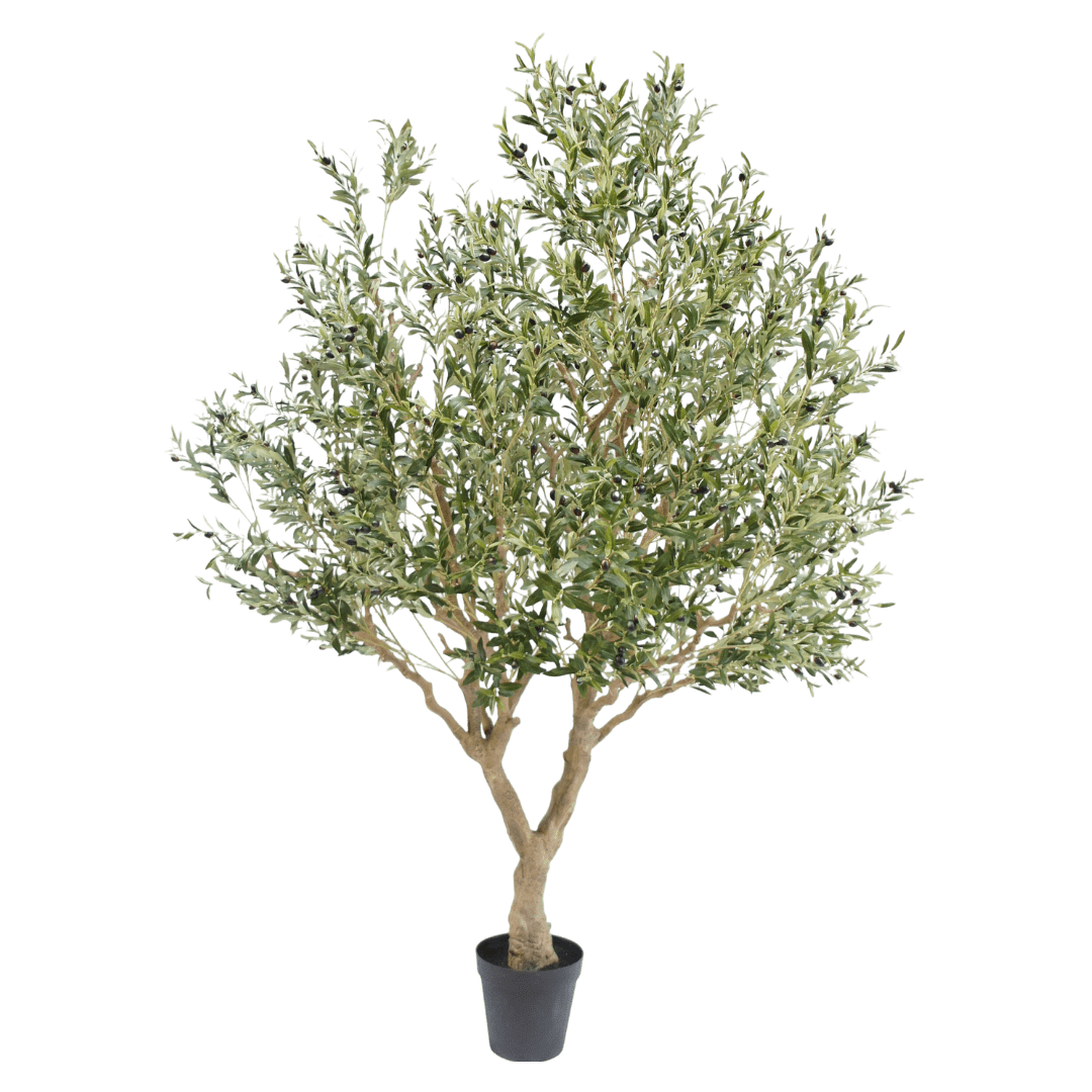 Olive tree – 250 cm