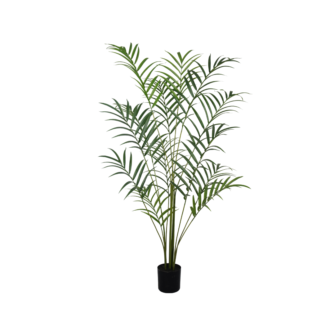Kentia Palm – 210 cm