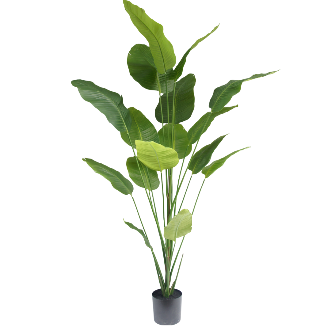 Strelitzia Tree – 210 cm